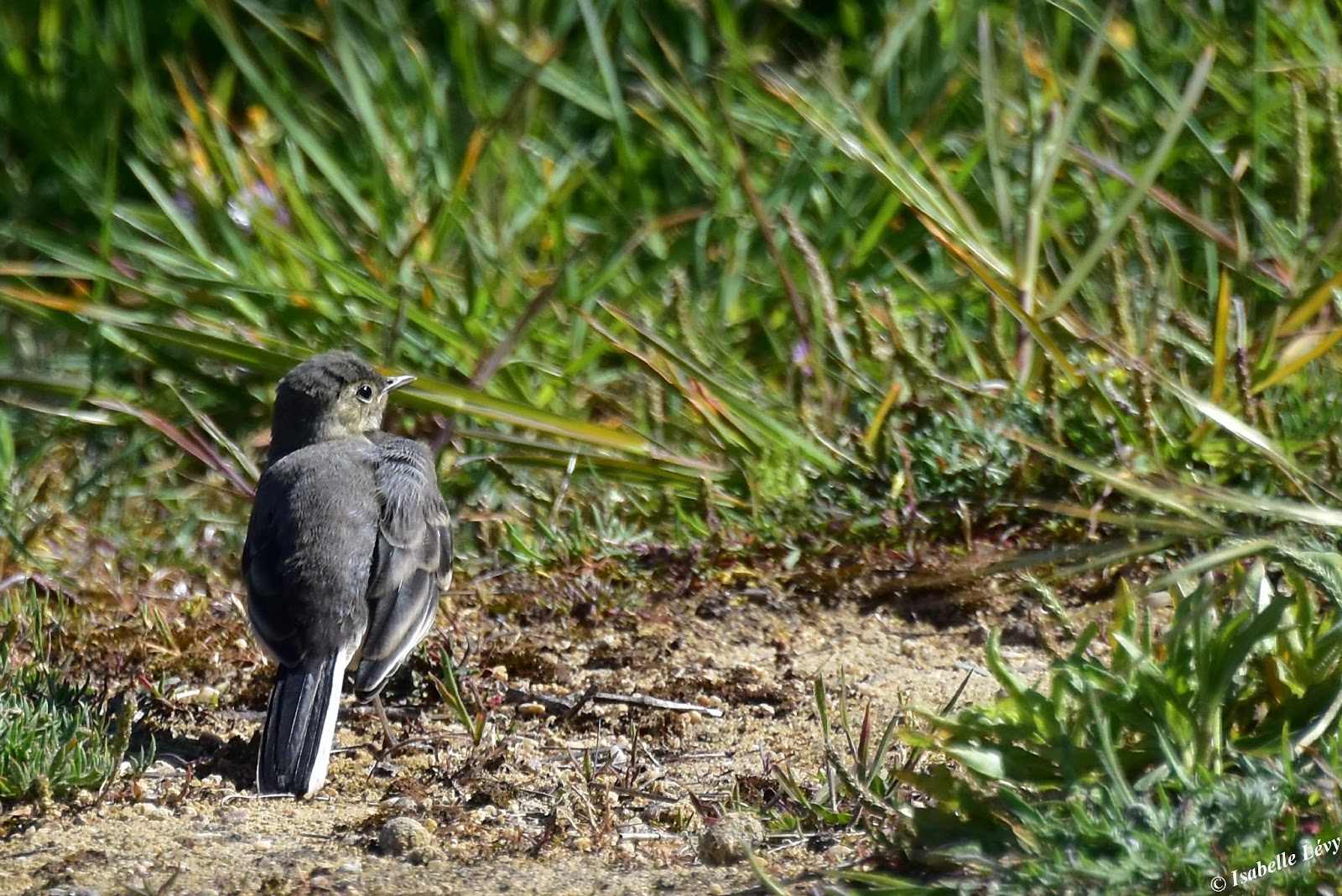 Au Revoir De La Crevette Grise Bebe Bergeronnette Grise