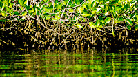 Mangroves Isabela Island, Galapagos