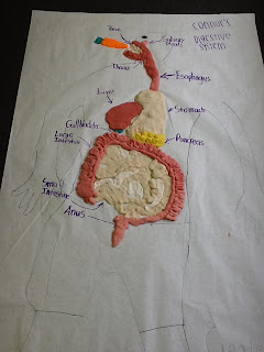 Junior High: 7th Grade Health Learns the Digestive System