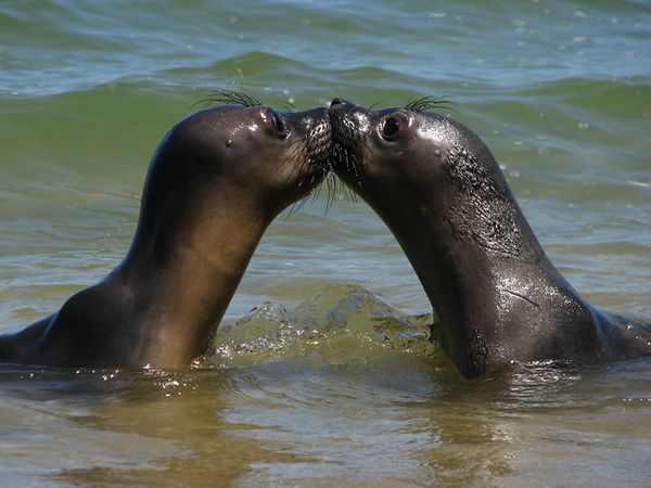 animals kissing
