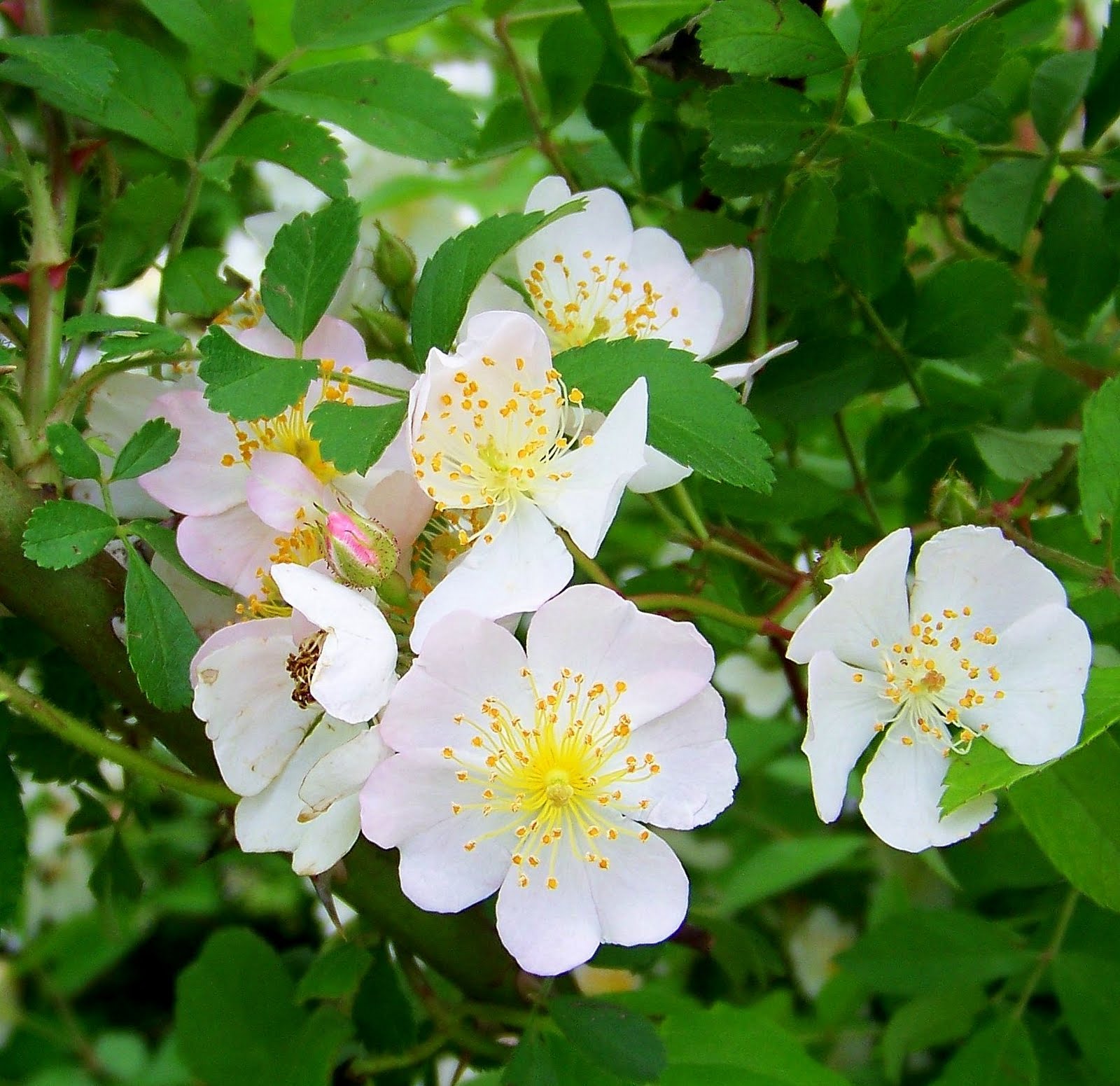 Tea's Hope Chest Wild RosesBeauty in all Wild Things