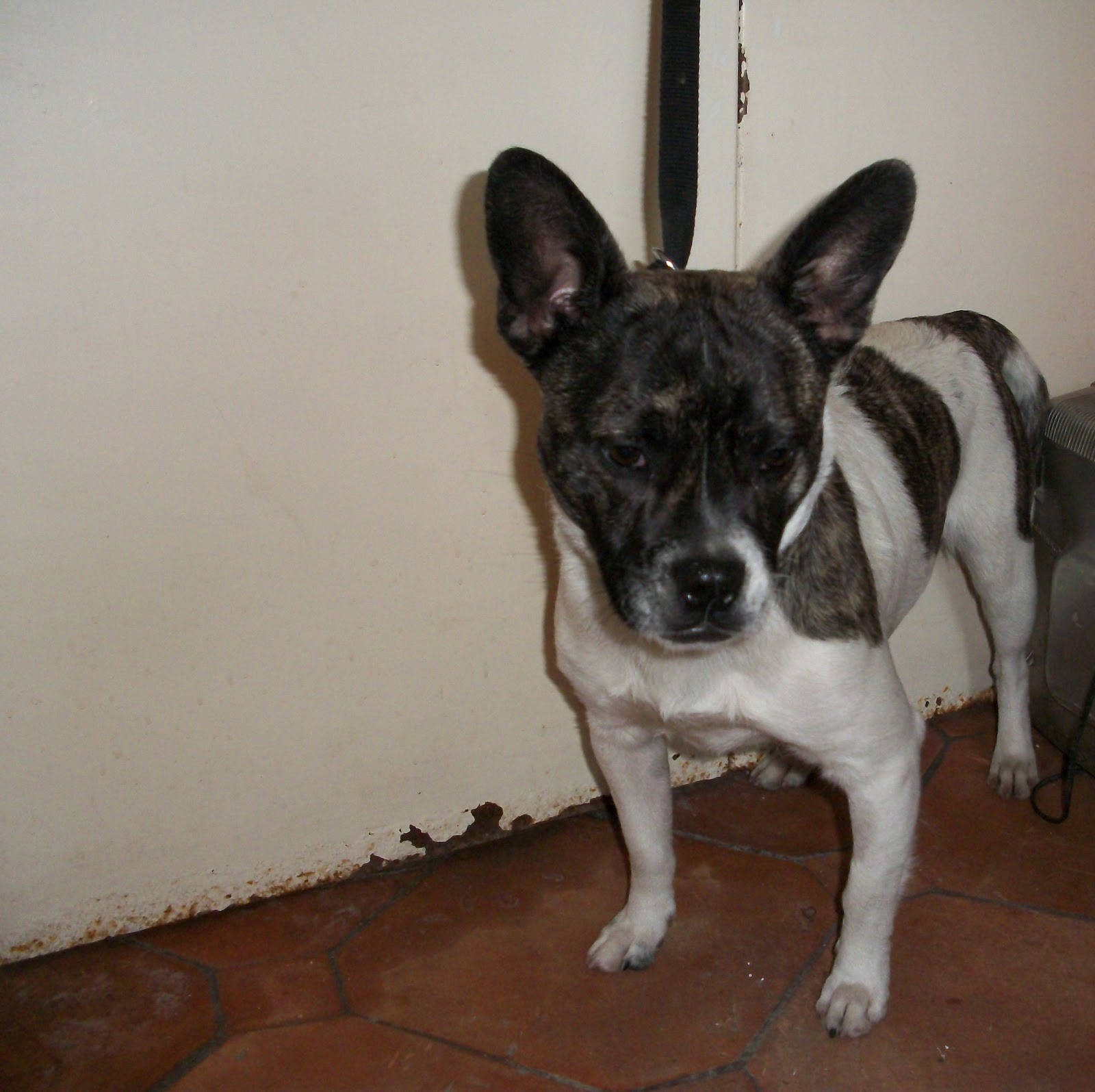 Le Amiche di Lù Odv Gastone incrocio bulldog francese un anno e mezzo