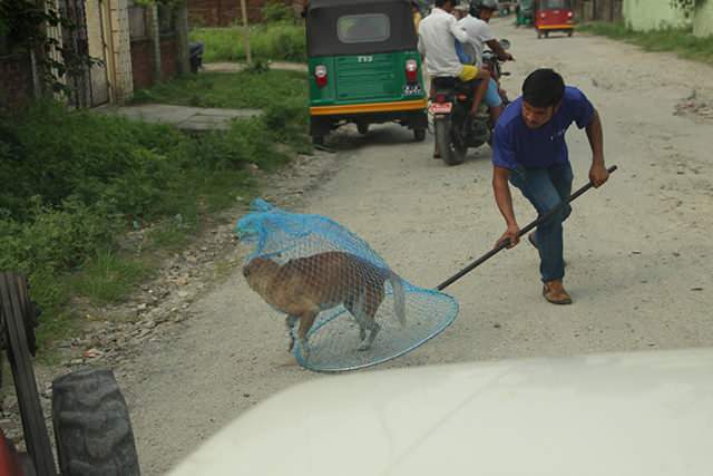 HART, himalayan animal rescue team, pokhara, nepal, sterilization, vaccination, animal rescue, dogs, cats, rescue, treatment, charity, non profit, HART, himalayan animal rescue team, pokhara, nepal, sterilization, vaccination, animal rescue, dogs, cats, rescue, treatment, charity, non profit,