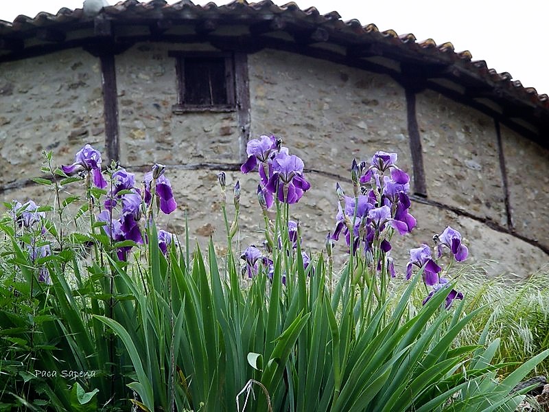 La Rioja de la A a la Z: LIRIOS - Flores