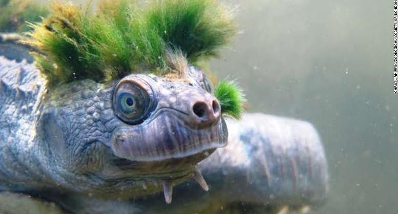 Tartaruga Punk, le immagini dell'animale con la cresta verde in via d'estinzione