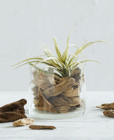 Driftwood Glass Vase Filler