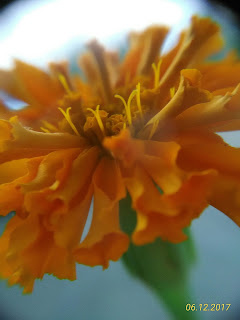 Using an Additional Macro Lens on ZenfoneGo Camera
