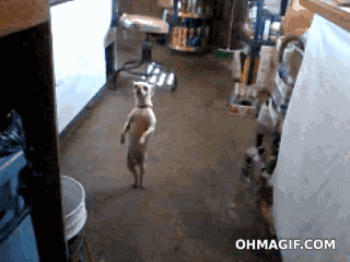 View Salsa Dancer Gif Funny Background