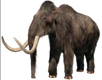 THE ANIMAL for JUST: Mammoth