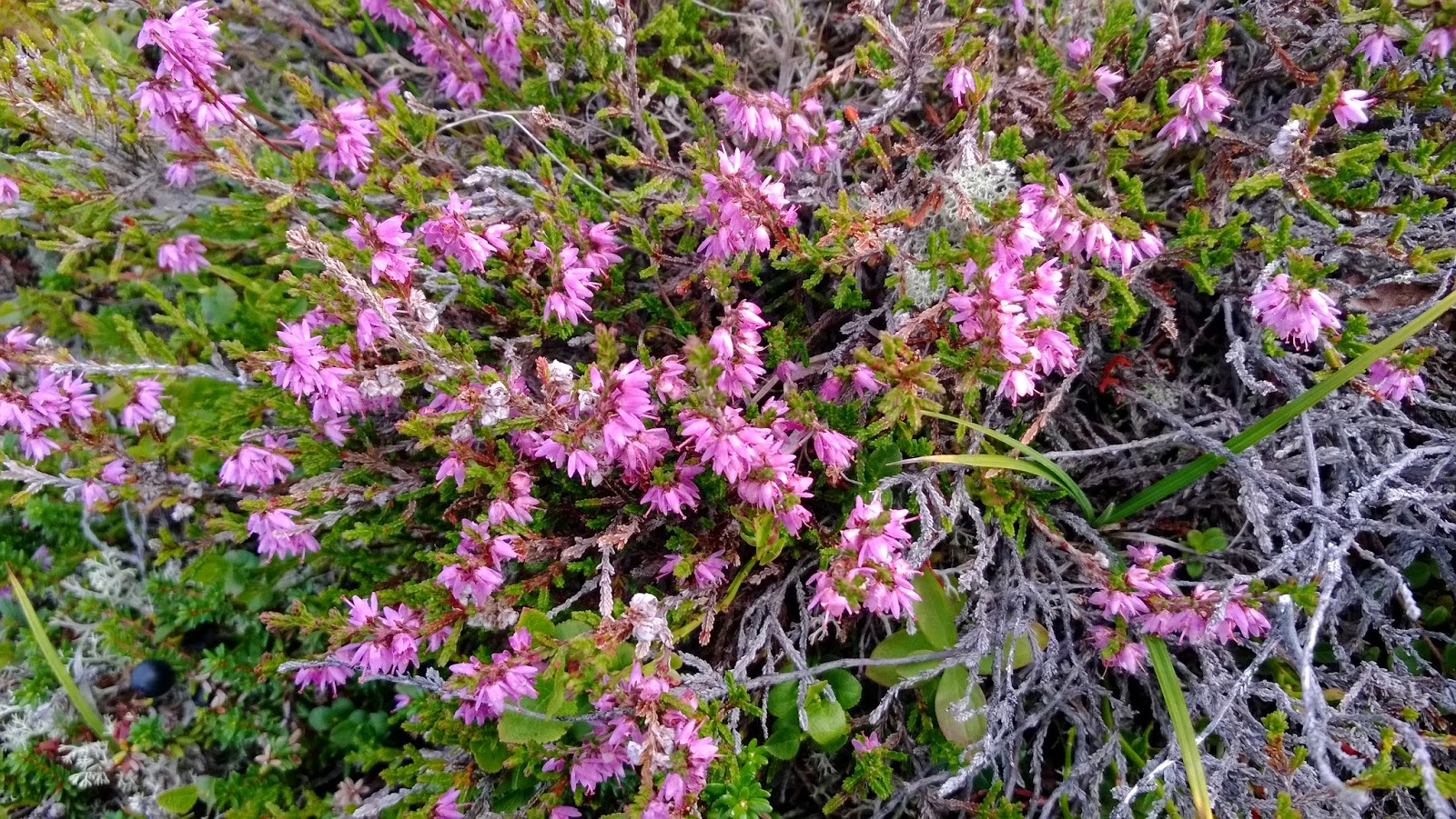 ЮГ-там, где тепло.: Шотландский и мурманский вереск