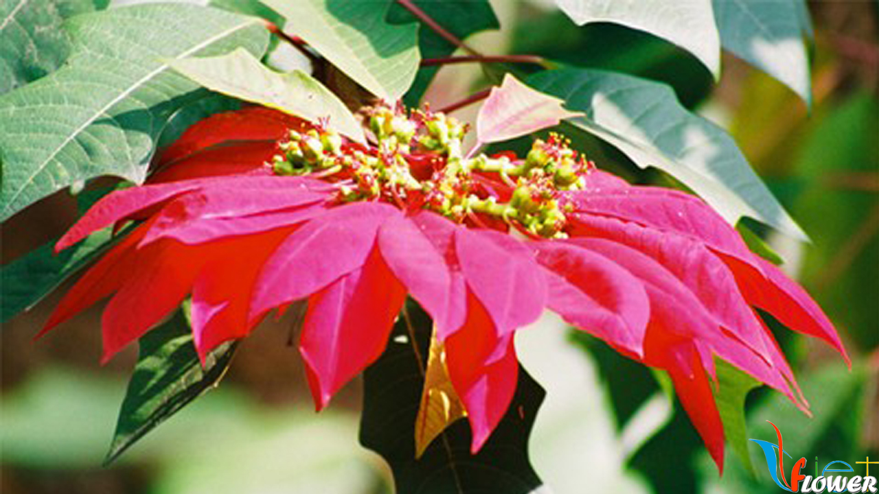 Ý nghĩa hoa Trạng Nguyên - Poinsettia