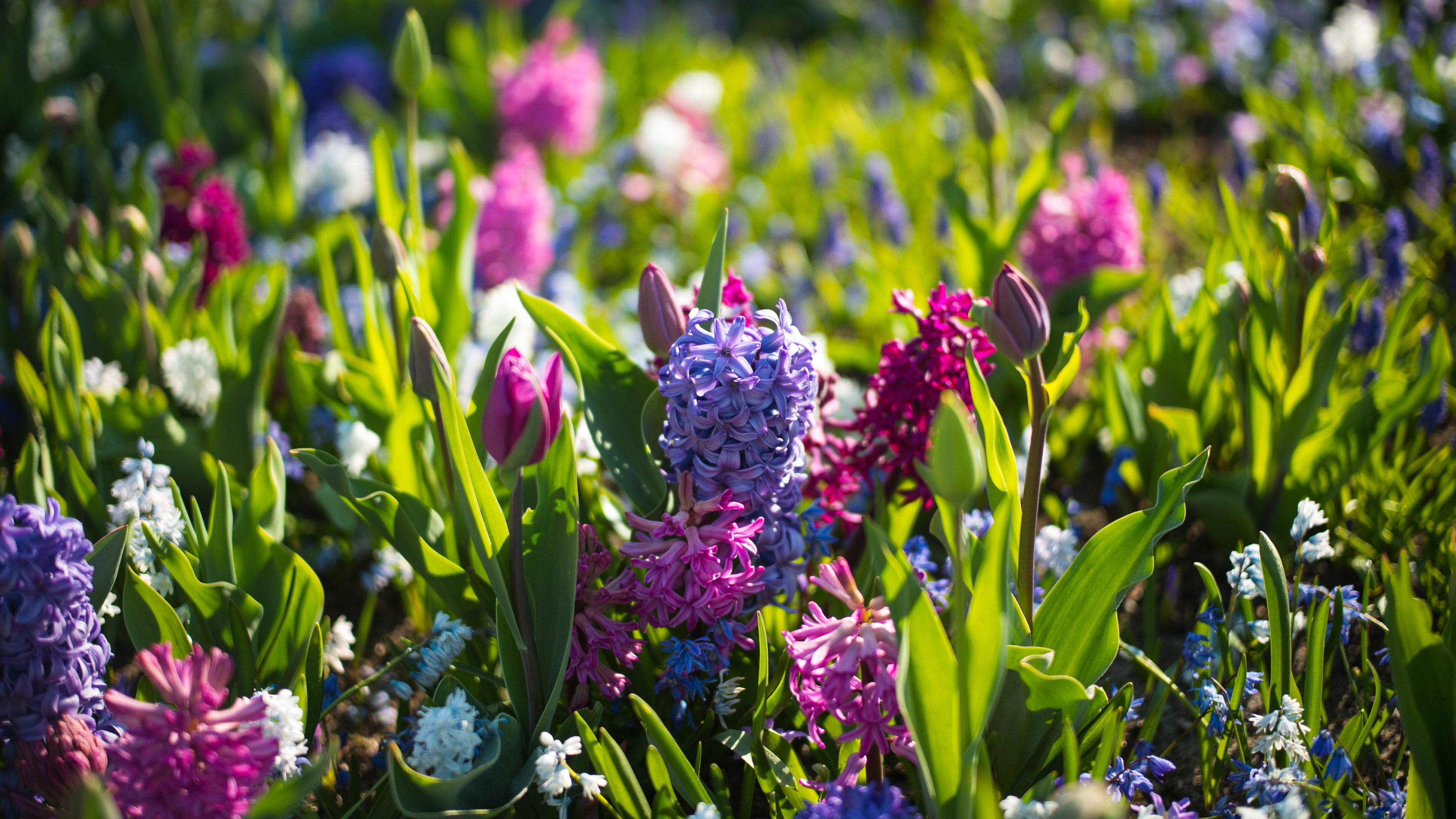 Spring Flowers Closeup 4K Wallpaper