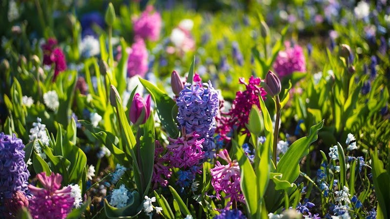 The Field of Spring Flowers
