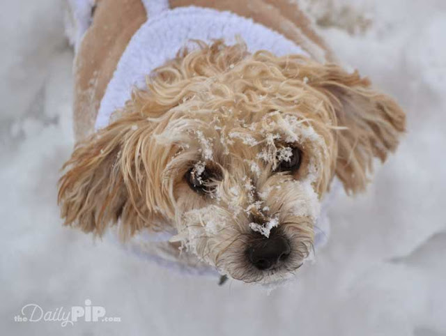 Ruby's First Snow Ruby experiences her first now in her new home after being rescued