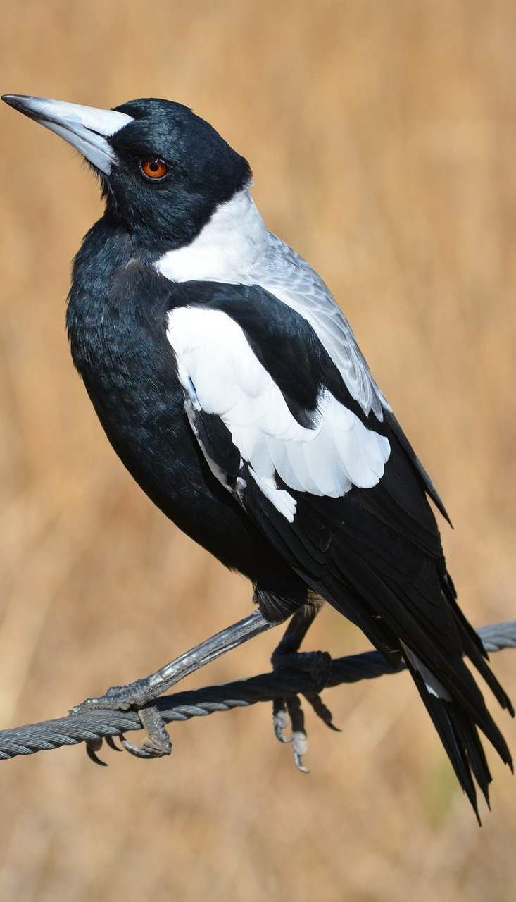 Picture of a magpie up close.