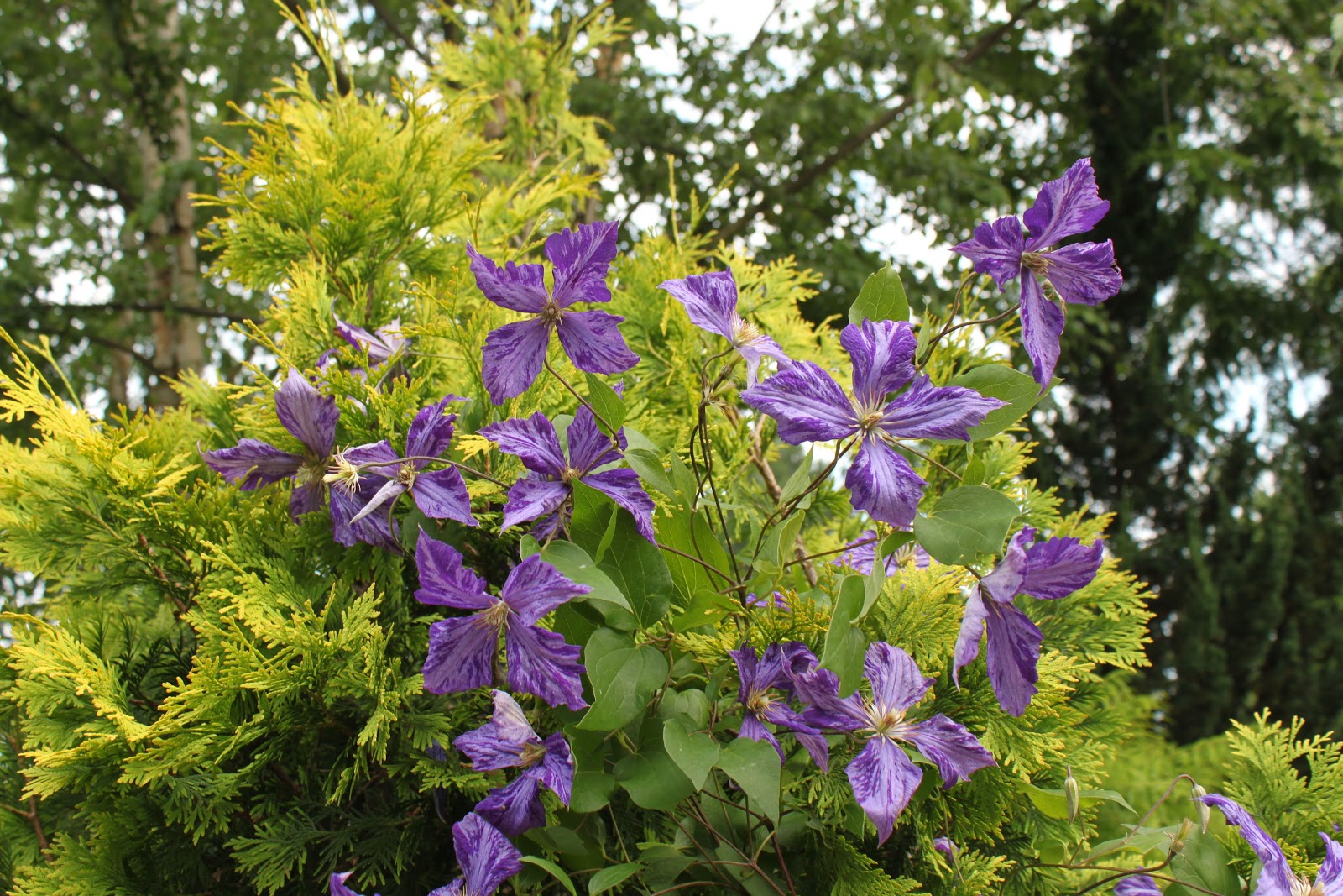 "DIGGING IN" with Beth Burrell & the Giving Tree Gardens Clematis 'Tie Dye