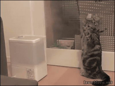 Funny cats - part 93 (40 pics + 10 gifs), cat tries to catch air gif