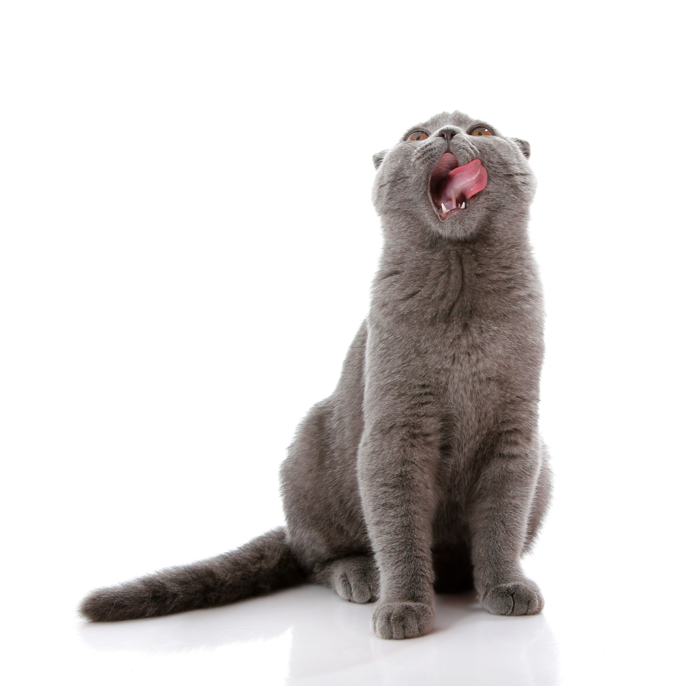 Ranch Veterinary Center Ask the Vet Why do cats vomit? by Kristel Weaver, MPVM, DVM