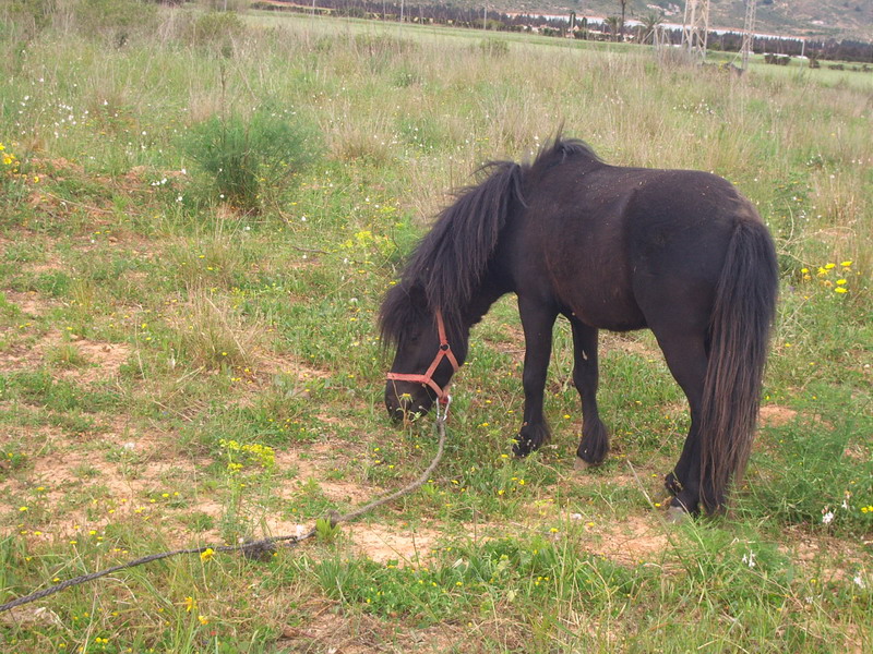 Senderismo - Los Belones: PLAYA DE LAS MULAS
