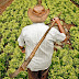 RUI ADERE A PROGRAMA PARA GARANTIR RENDA A 345 MIL FAMÍLIAS DE AGRICULTORES