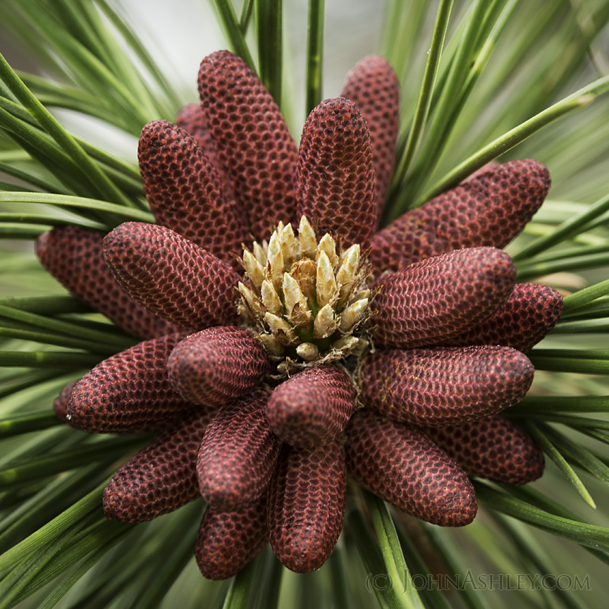 Wild and Free Montana Ponderosa Production