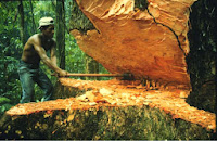 Trabajador cortando tronco