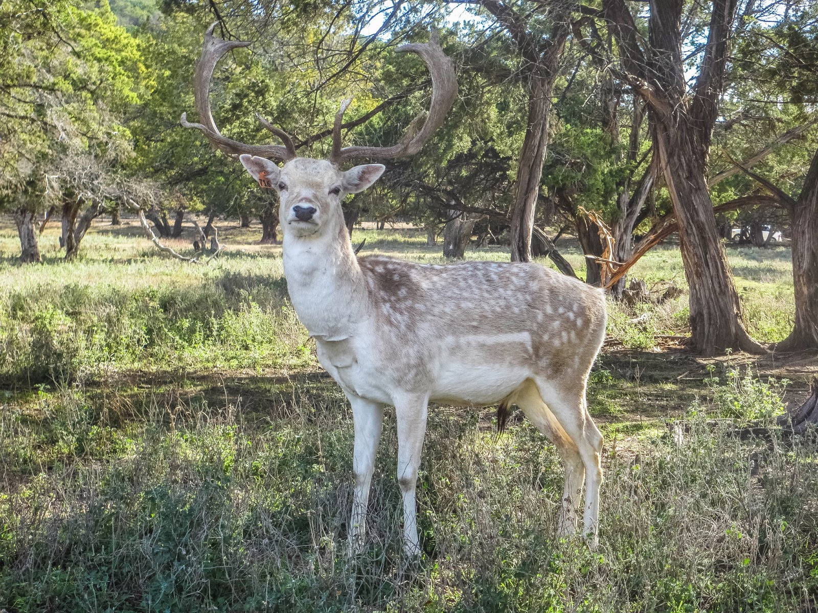 Cannundrums: Fallow Deer