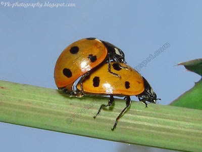 Ladybugs Mating Picture