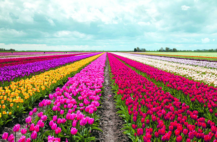 Menyaksikan Keindahan Lautan Bunga Tulip di Belanda Menyaksikan Keindahan Lautan Bunga Tulip di Belanda