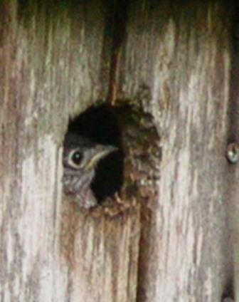 Divinebunbun's Rugged Rural Missouri: Fledge