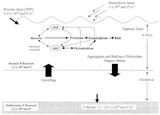 Siklus Fosfor