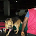 One Adedibe Baloba has been arrested at the International Airport in Enugu by operatives of the NDLEA.
