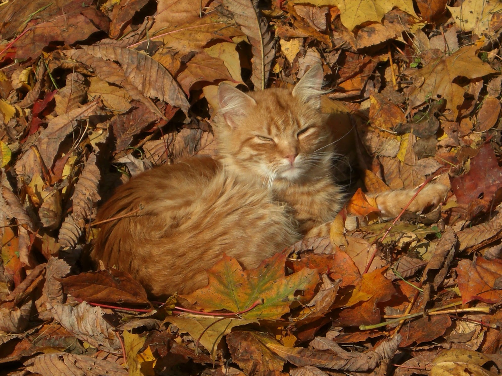 Осень бездомная кошка