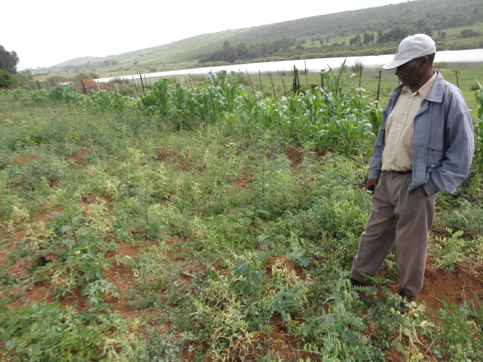 Laikipia Rural Voices (LRV) Growing Green peas in dry lands