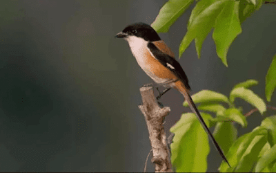 Daftar Harga Burung Cendet Atau Pentet Terbaru Ketika Ini