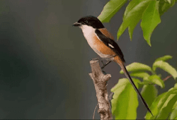 Daftar Resmi Harga Burung Bubut Update Terbaru Saat Ini Unsur Rimba