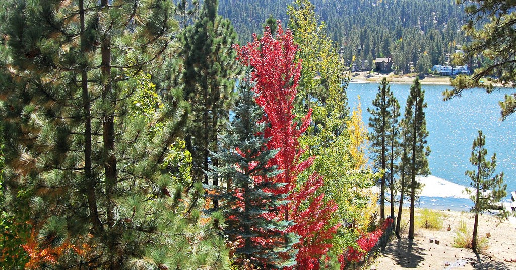 Punk Rock Parents Big Bear in October