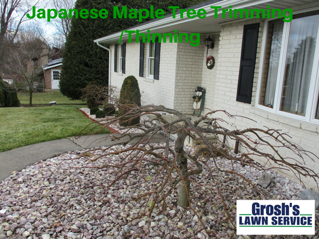 Japanese Maple Tree Trimming Hagerstown MD Williamsport MD