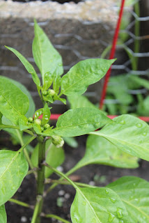 Pepper blossoms coming (June 13, 2015).