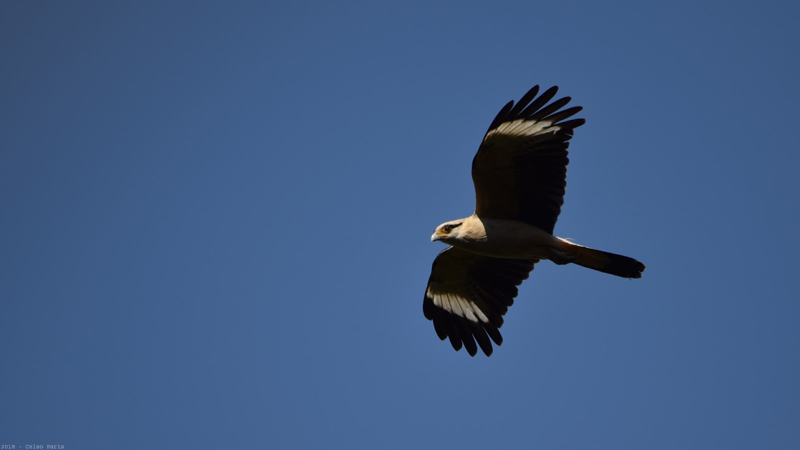 birds of southeast brazil