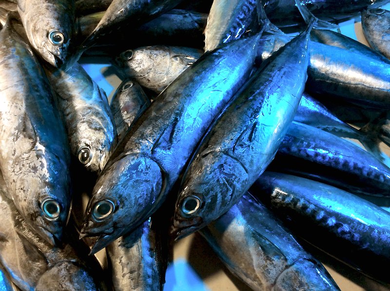 All about tuna deadhungry