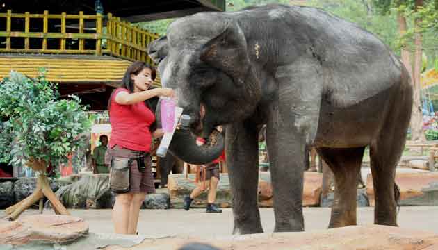 liburan akhir tahun ke kebun binatang liburan akhir tahun dengan anak