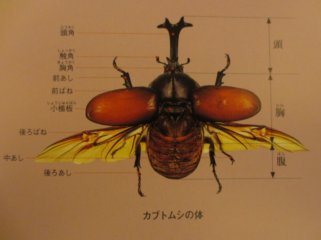 虫の標本 カブト虫 3体