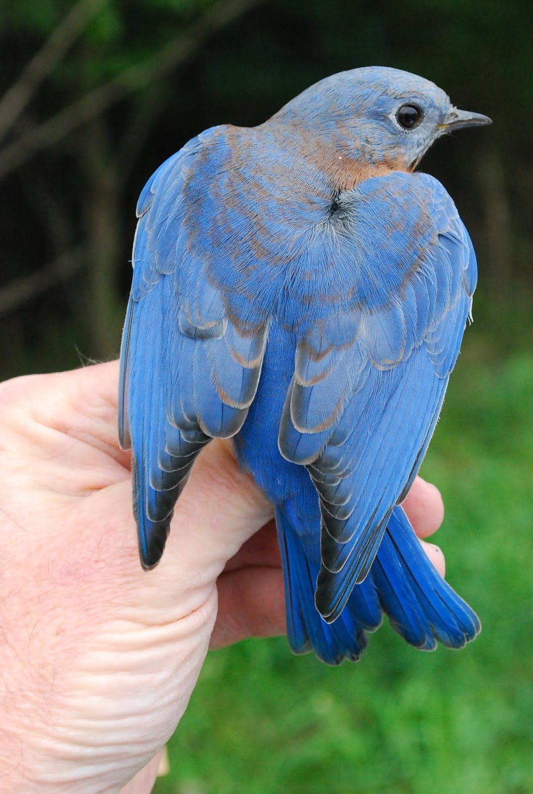 Minnesota Birdnerd: September 2018