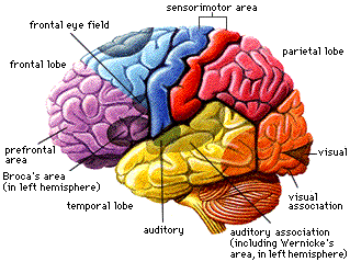 scalp brain diagram index listing of wiring diagrams Scalp Derm Diagram home โท scalp brain diagram โท daas torah issues of jewish identity electrical scalp device can
