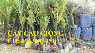 Cung cấp cây giống cau: Cau tứ quý, cau tứ thời, cau lai, cau liên phòng, cau lùn chuẩn, giá tốt Cung cấp cây giống cau: Cau tứ quý, cau tứ thời, cau lai, cau liên phòng, cau lùn chuẩn, giá tốt