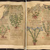 A 1,000-Year-Old Illustrated Herbal Remedy Guide? You Can Find It Online For Free