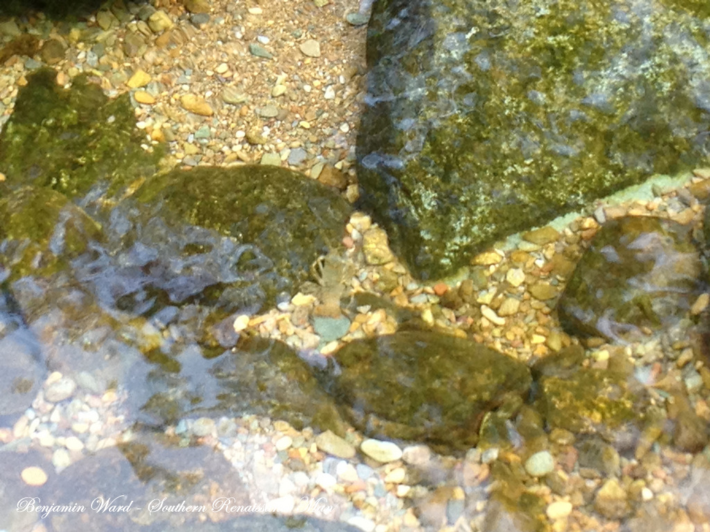 Southern Renaissance Man Fly Fishing North Fork Moormans River Charlottesville Virginia