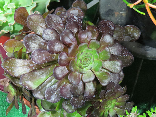 Fort Wayne Home and Garden Show succulents