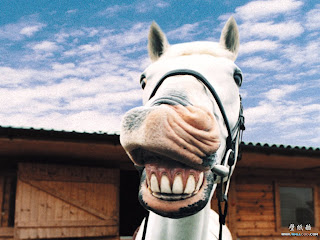 Funny Laughing Horse